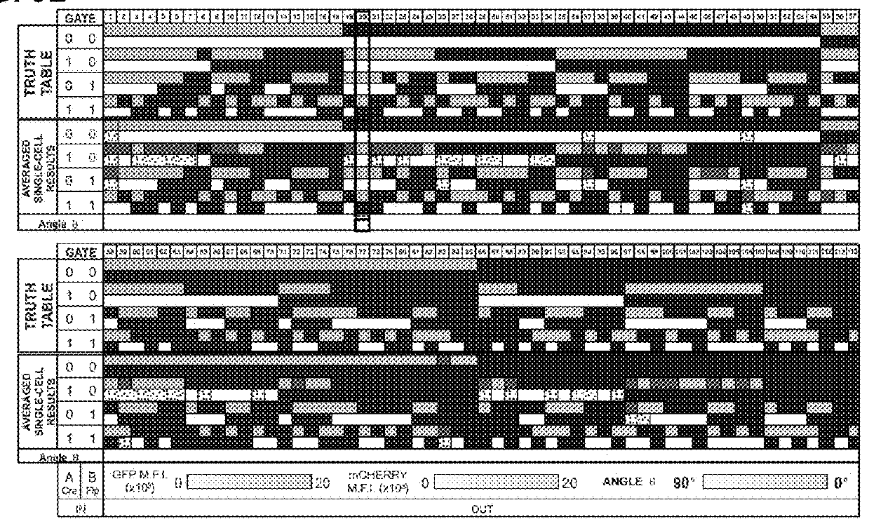 Inducible dimerization of recombinases