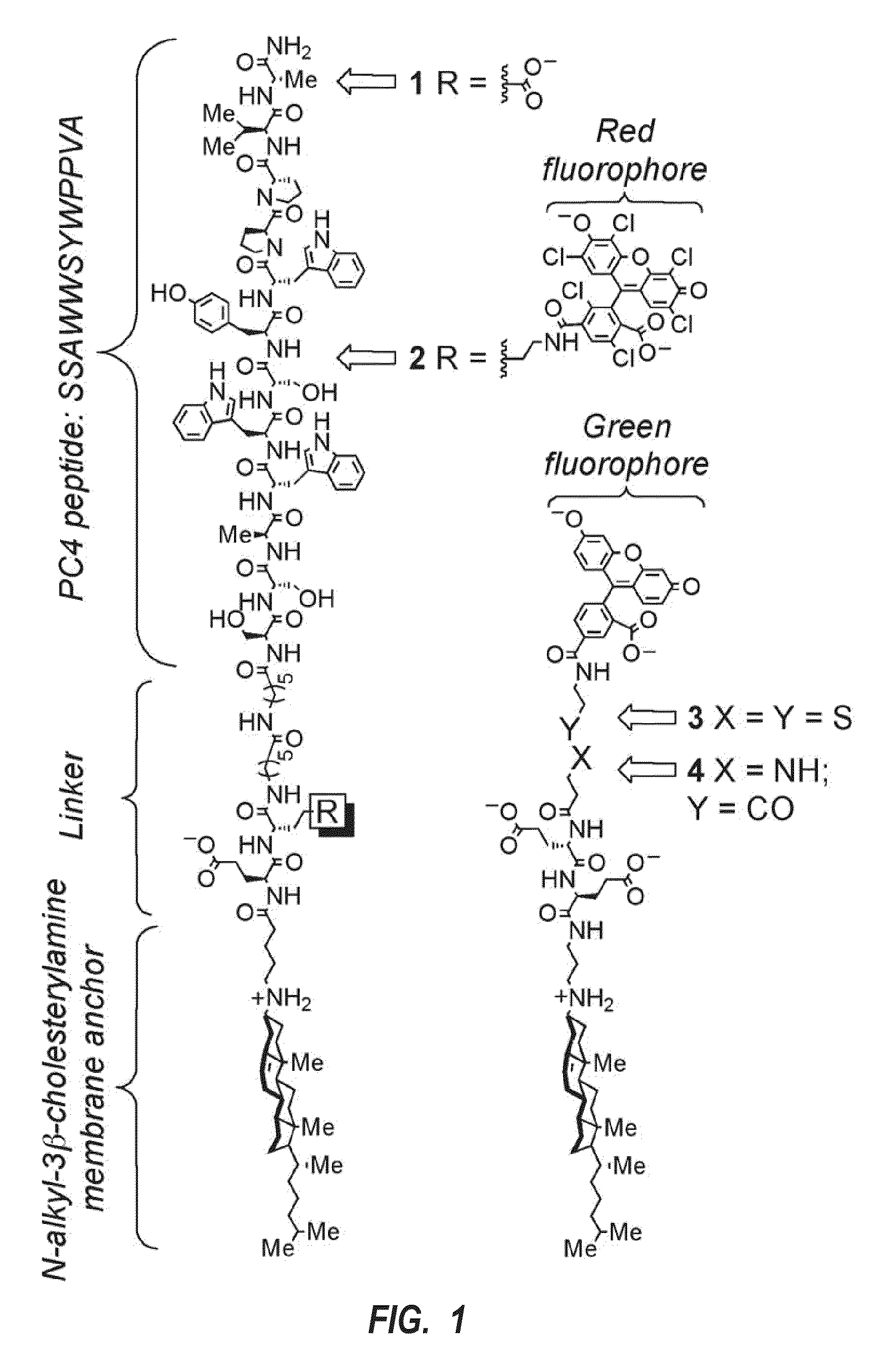 Disruptors of early/recycling endosomes