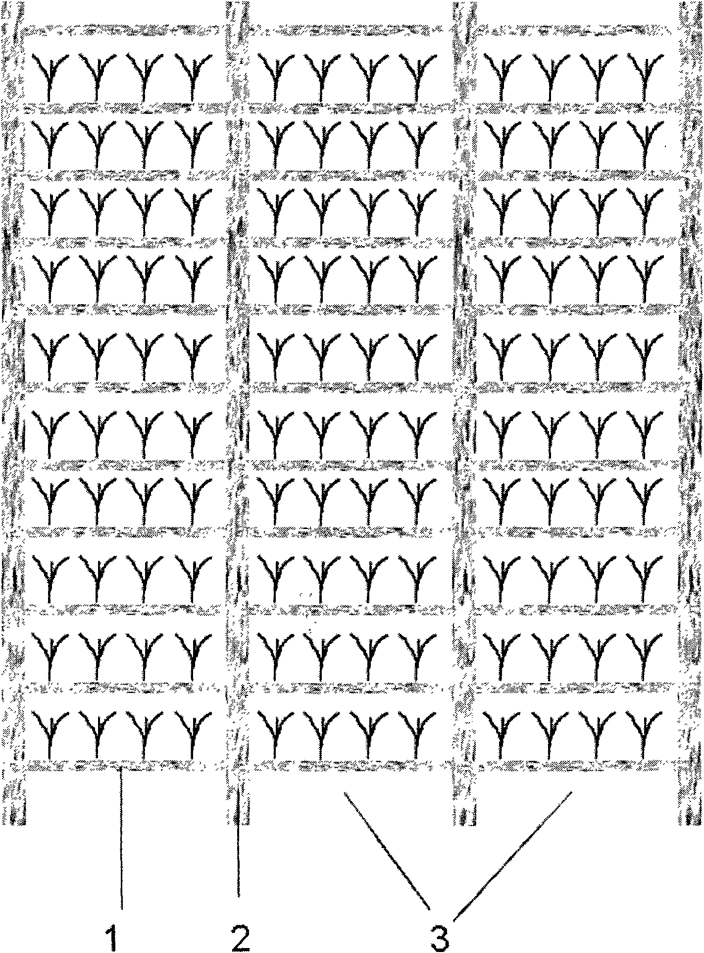 Mulching film full-covering planting method of cane seedlings