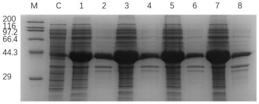 Leucine dehydrogenase mutant and application thereof