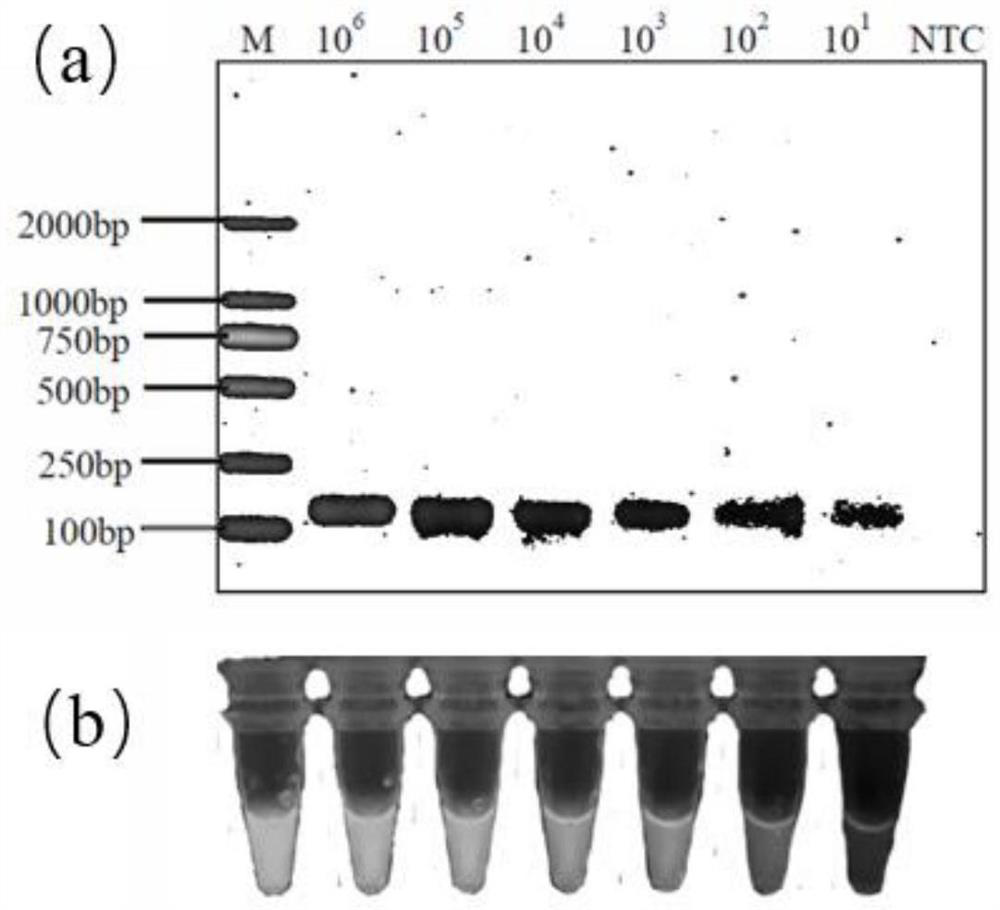 Aspergillus flavus RPA primer, kit, aspergillus flavus detection method and aspergillus flavus detection device