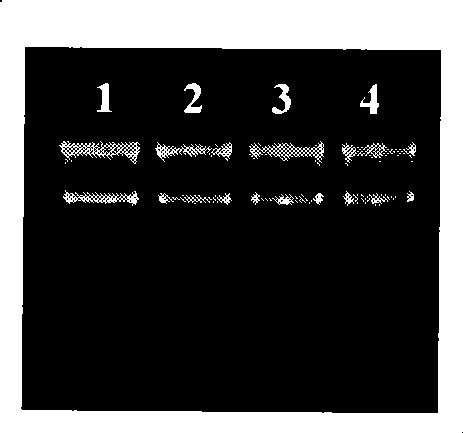 Detection method of miRNA absolute expression level in biological sample