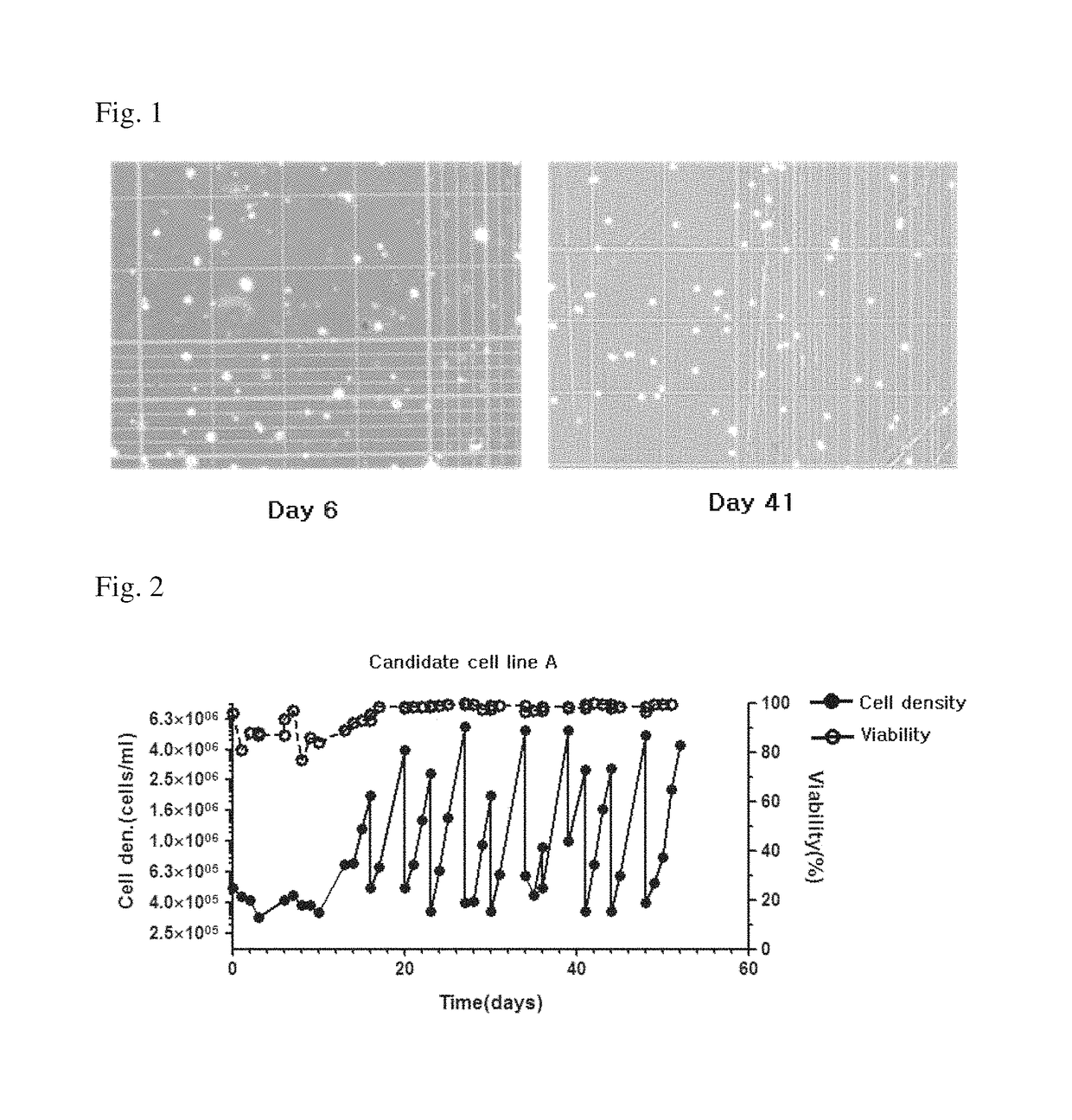 MDCK-derived cell strain suspension-cultured in protein-free medium and method for proliferating virus using cell strain