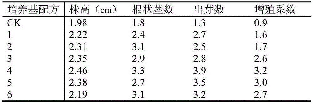 Tissue culture method for cymbidium tortisepalum and application thereof