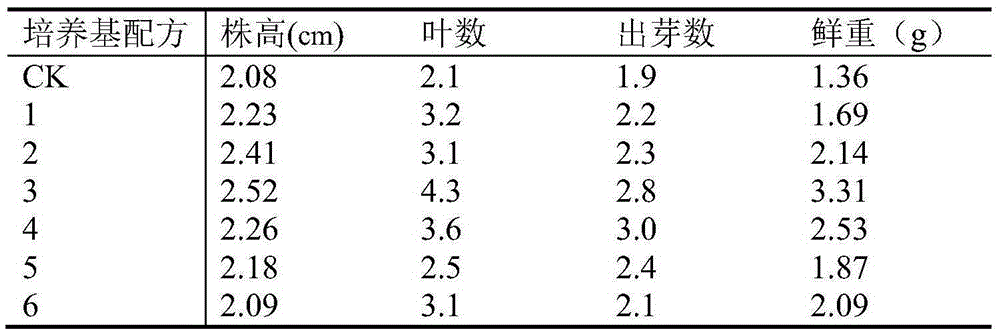 Tissue culture method for cymbidium tortisepalum and application thereof