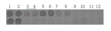 Serologic detecting kit for potyvirus on sweet potato and detecting method thereof