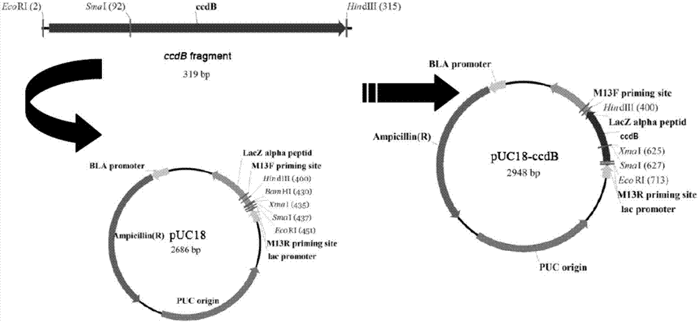 Method of simultaneously performing enzyme-cut and link up co-system based on CcdB lethal gene and SmaI restriction enzyme cutting site