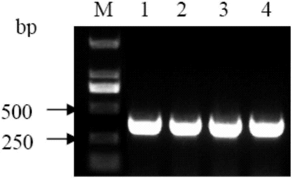 Method of simultaneously performing enzyme-cut and link up co-system based on CcdB lethal gene and SmaI restriction enzyme cutting site