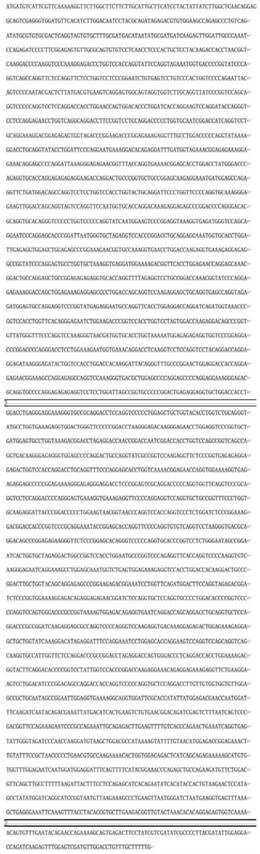 Yeast recombinant human III-type triple helix collagen and preparation method thereof