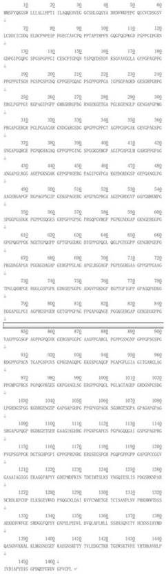 Yeast recombinant human III-type triple helix collagen and preparation method thereof