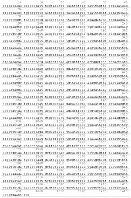 Yeast recombinant human III-type triple helix collagen and preparation method thereof