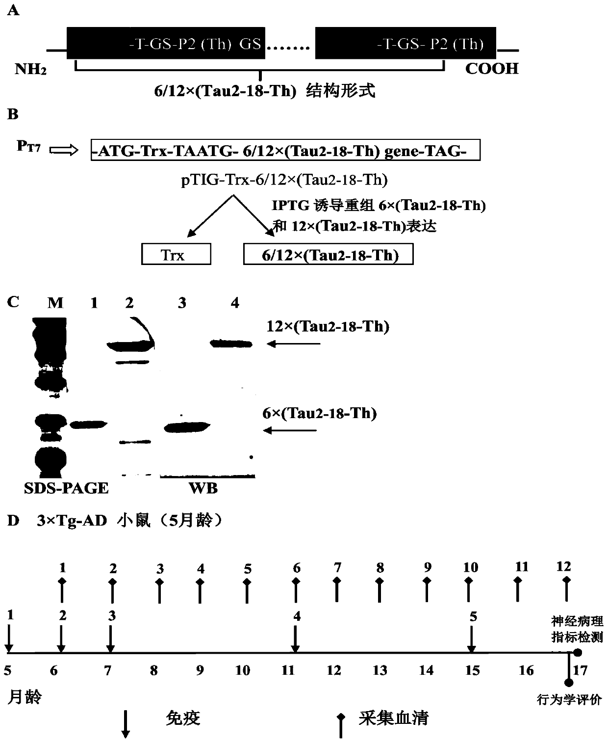 Recombinant Tau epitope chimeric polymer antigen as well as preparation method and application thereof