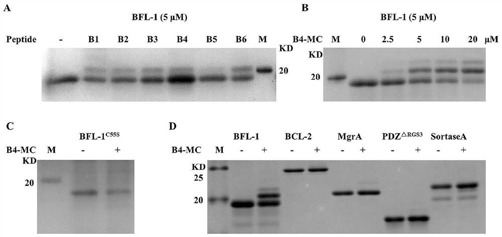 Stable polypeptide protein covalent inhibitor targeting anti-apoptotic protein BFL-1