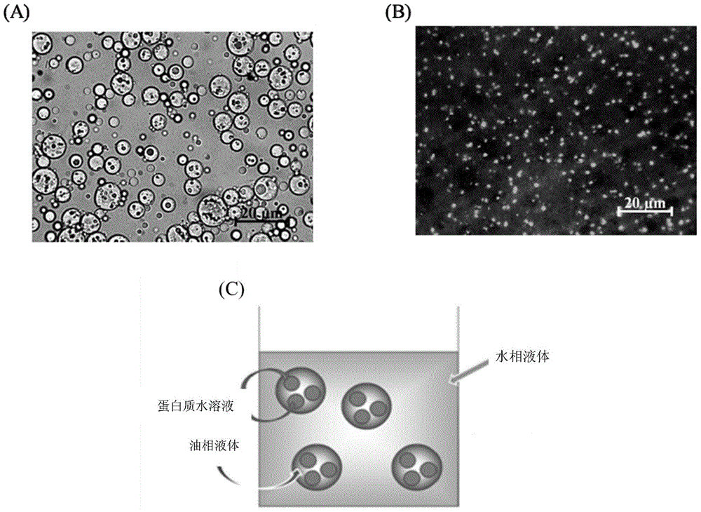 Composition for promoting cell regeneration and preparation method and purpose thereof