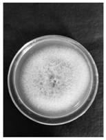 Method for inducing Colletotrichum gloesporioides to generate conidia