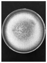 Method for inducing Colletotrichum gloesporioides to generate conidia