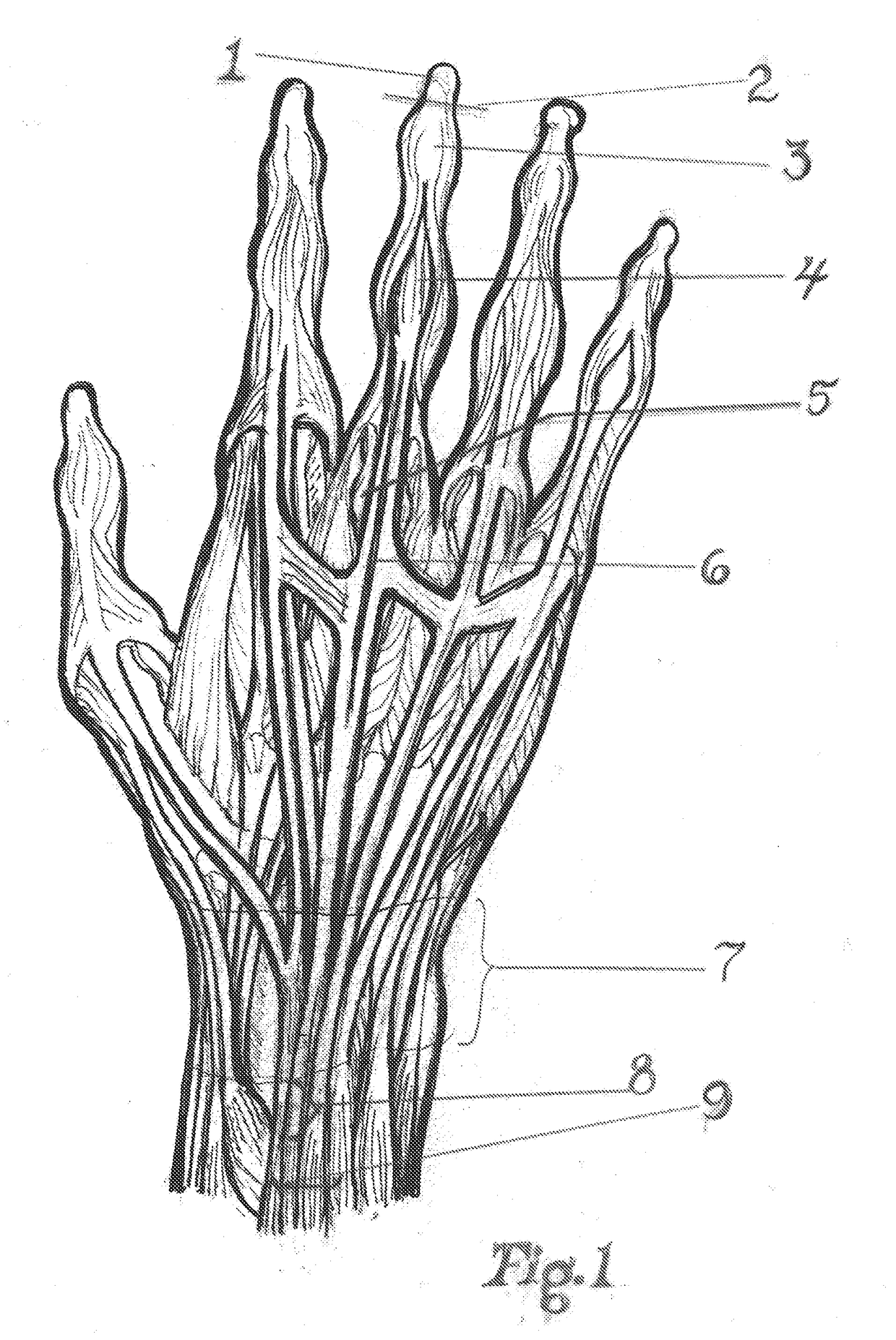 Dynamic Taping Method for Inhibition and Elicitation of Skeletal Muscle Tone