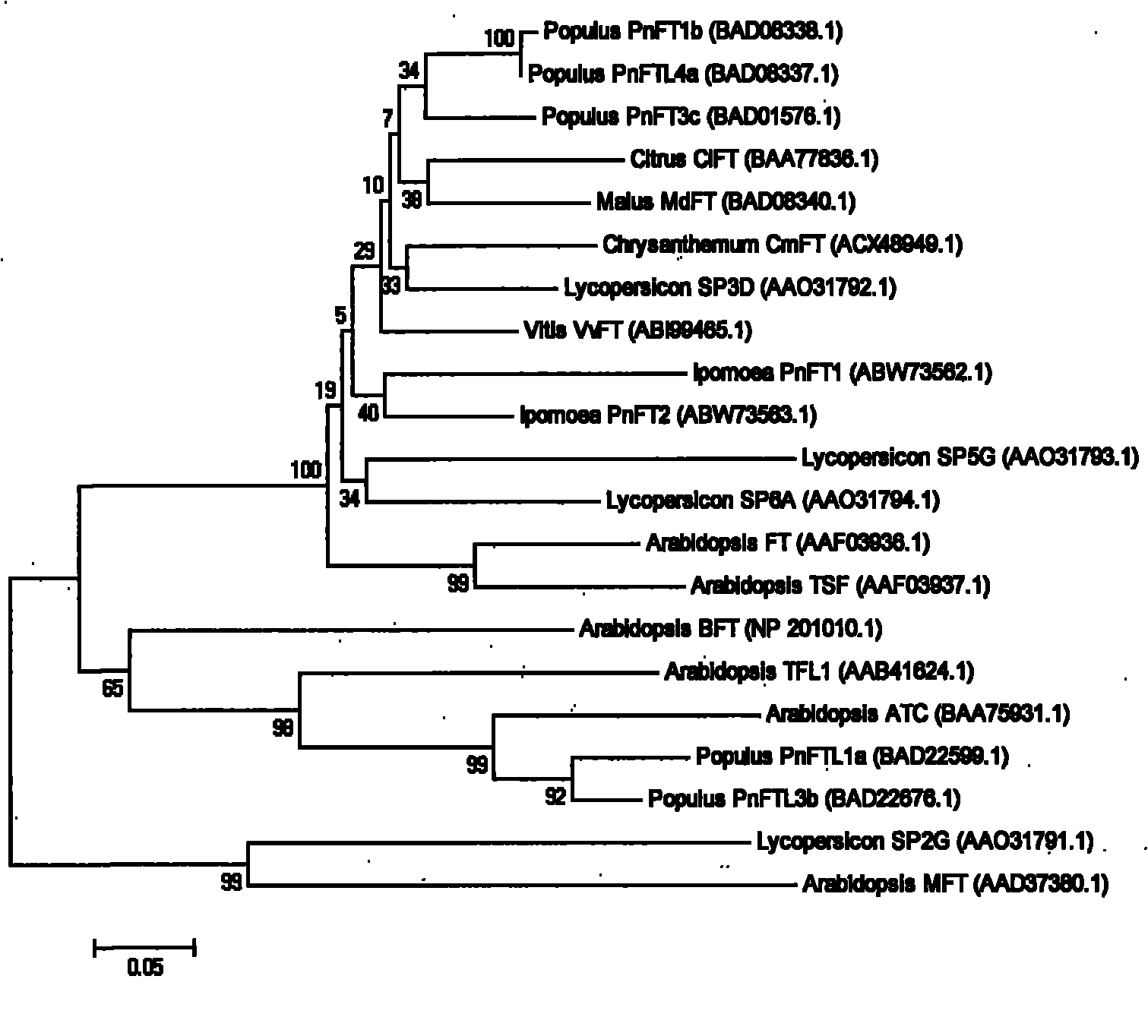 Chrysanthemum photoperiod-sensitive gene and application thereof