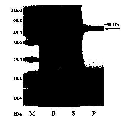 Spirulina platensis CPD (cyclobutane pyrimidine dimer) photolyase and application thereof