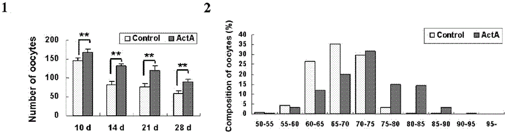 Technological method for promoting ectogenesis of premeiotic female germ cells by using activin A (ActA)