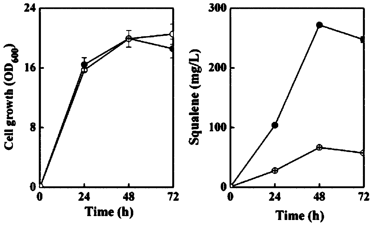 Squalene engineering strain, squalene synthetic plasmid, cell membrane space expansion plasmid and preparation methods