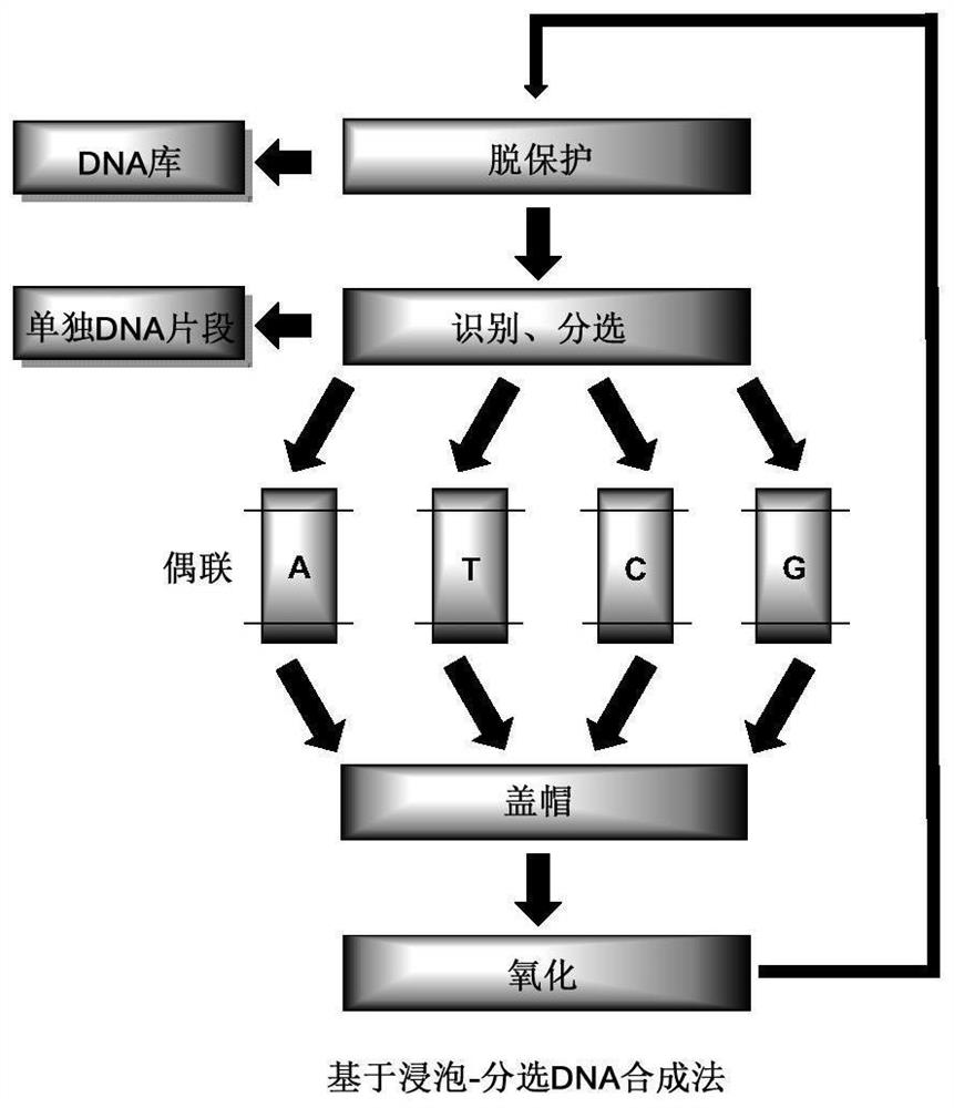 Chip, method for preparing chip and application of chip