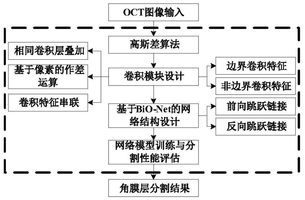 Boundary enhanced convolutional neural network for OCT image cornea layer segmentation