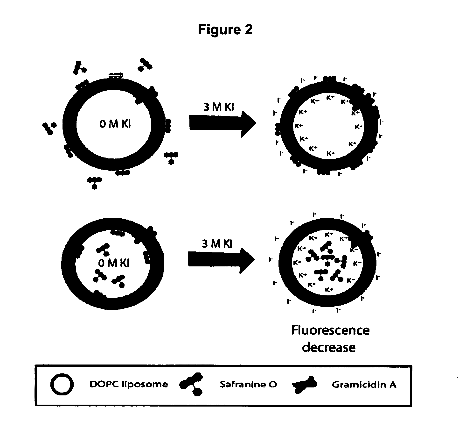 Method of immobilizing membrane-associated molecules