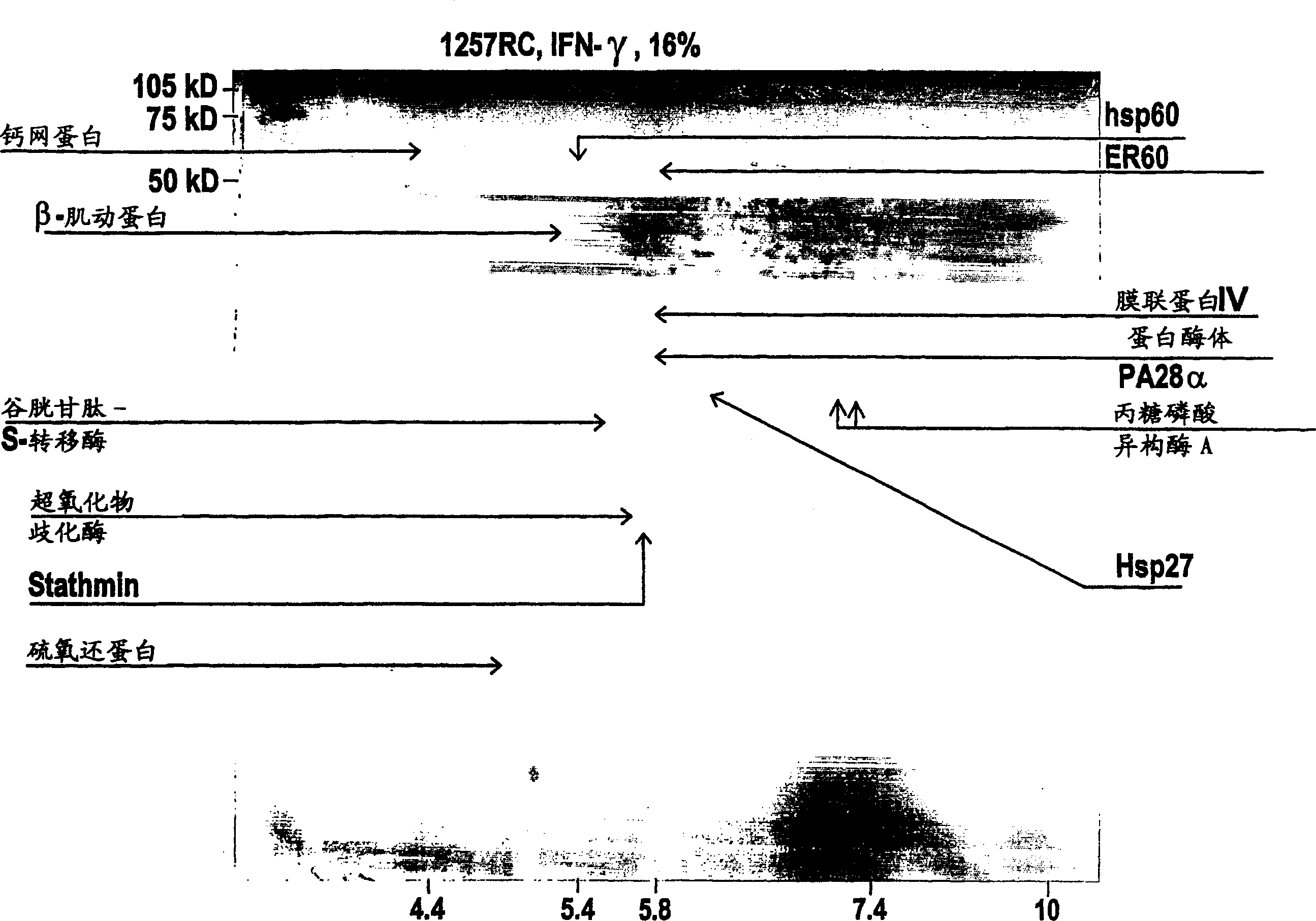 Renal cell carcinoma markers