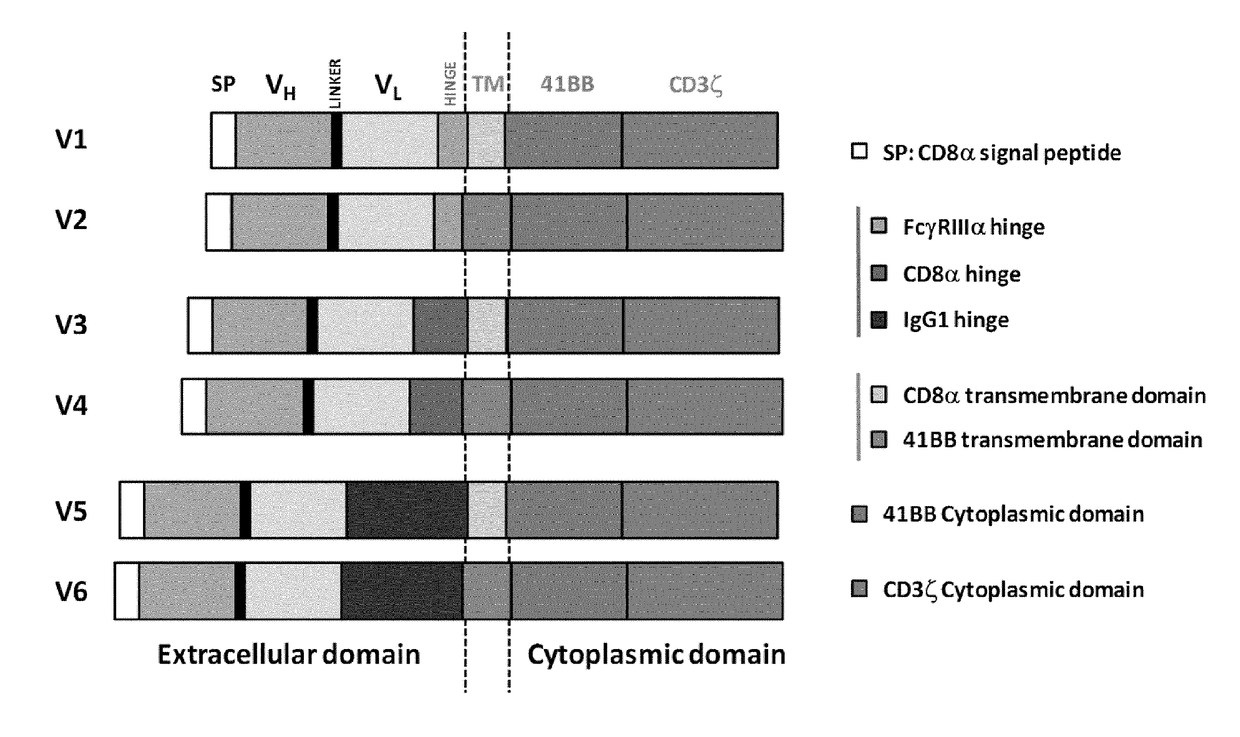 Trophoblast glycoprotein (5t4, tpbg) specific chimeric antigen receptors for cancer immunotherapy