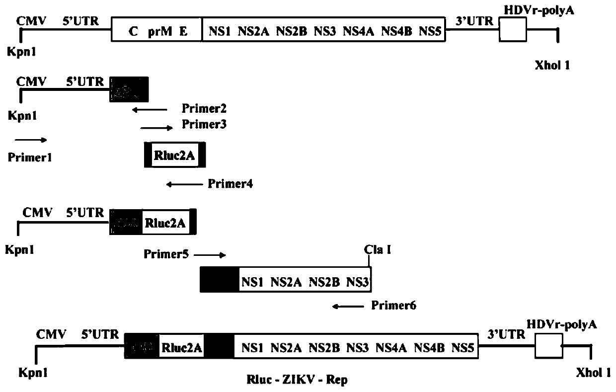 Construction method for stably expressing Zika virus replicon containing renilla luciferase Rluc and application thereof