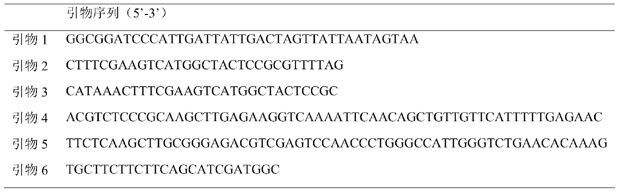 Construction method for stably expressing Zika virus replicon containing renilla luciferase Rluc and application thereof