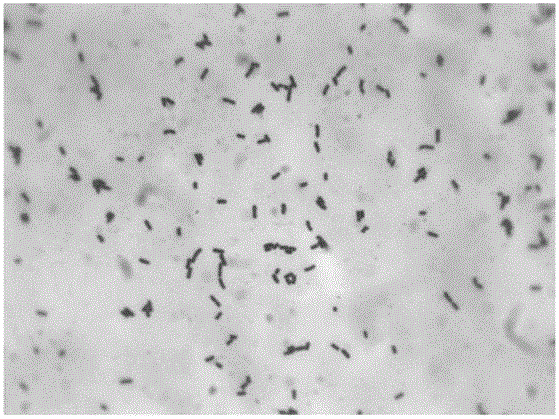 Lactobacillus reuteri and application thereof