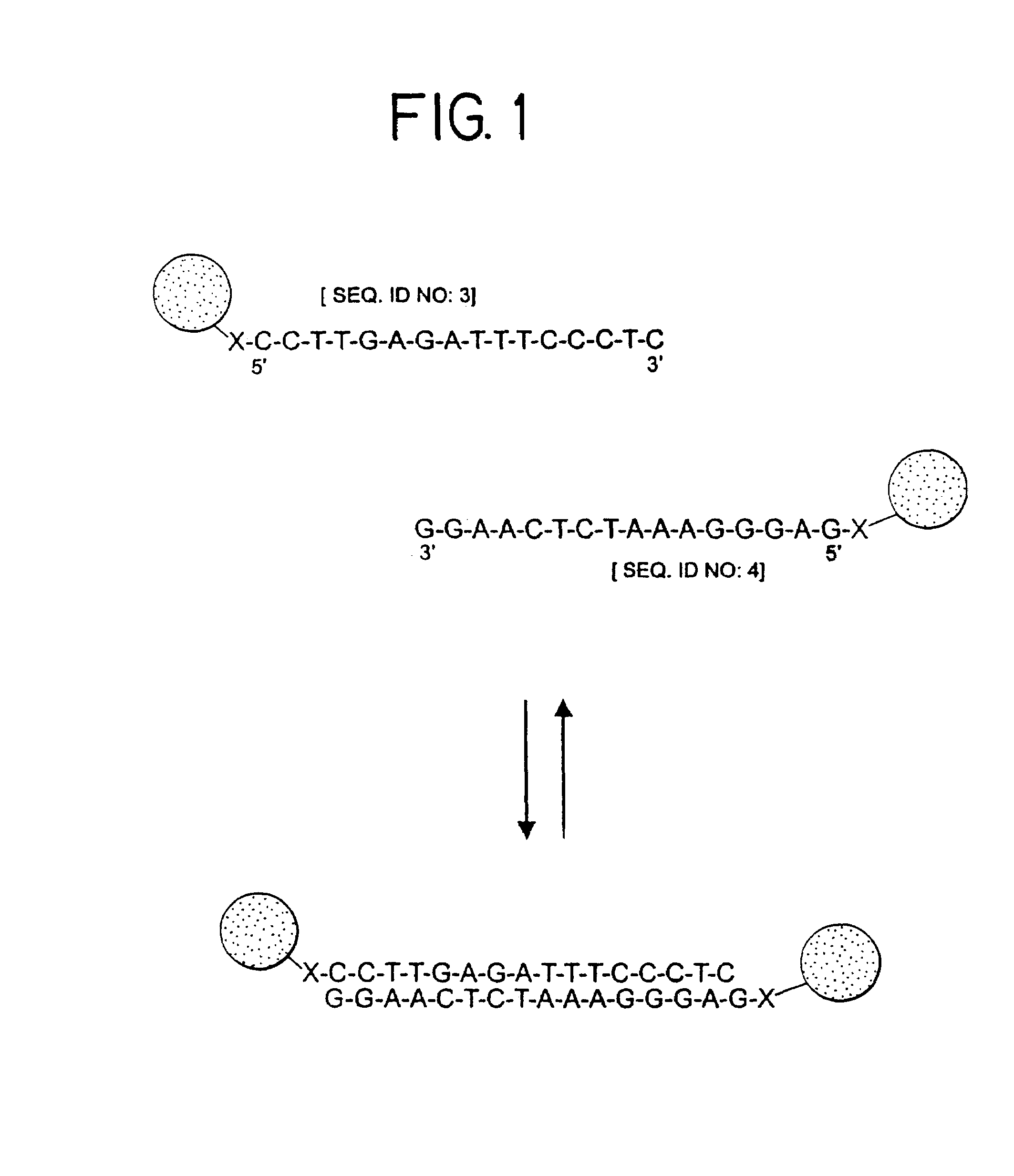 Nanoparticles having oligonucleotides attached thereto and uses therefor