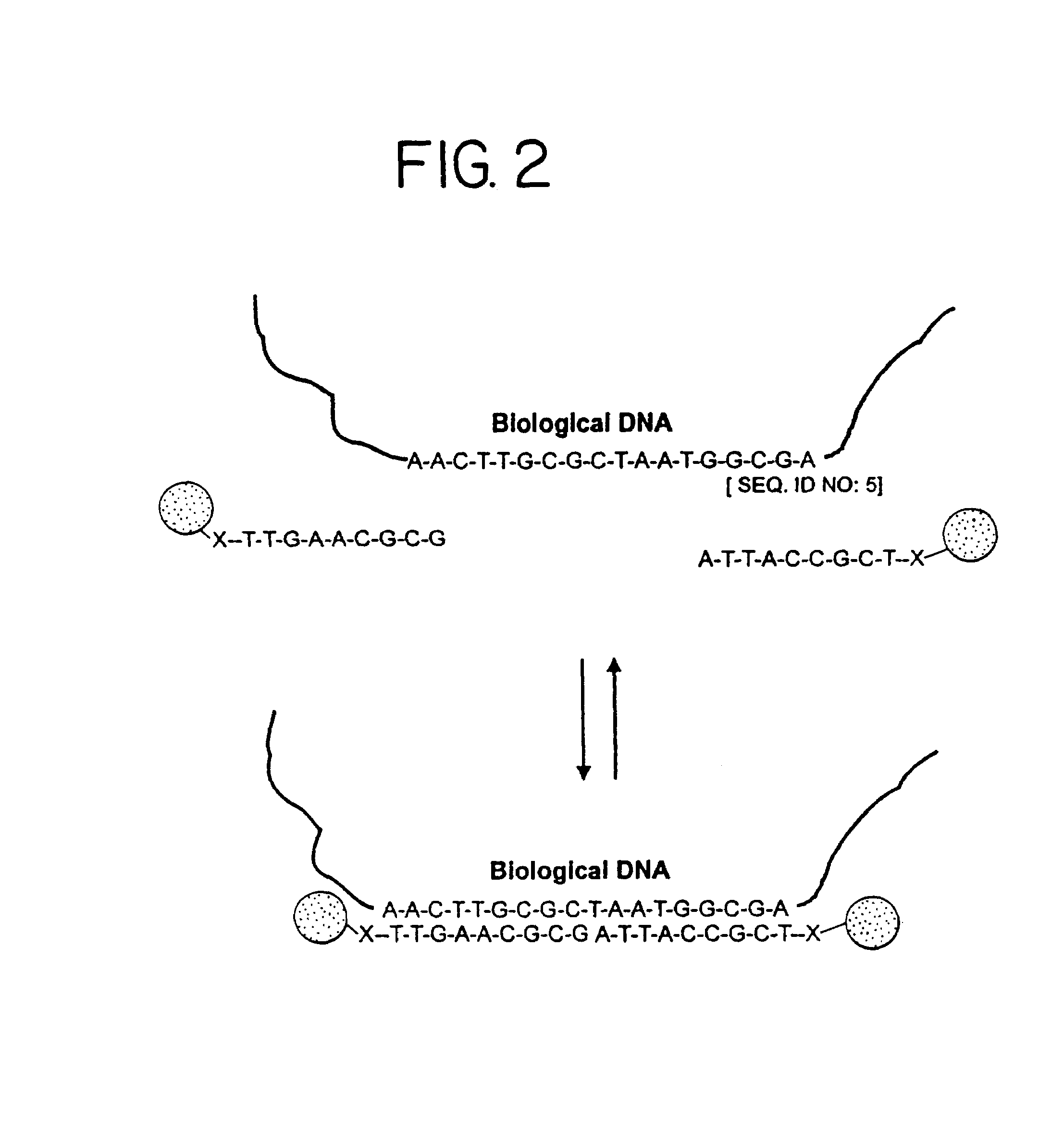 Nanoparticles having oligonucleotides attached thereto and uses therefor