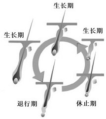 Method for promoting synchronous delinting of cashmere goats