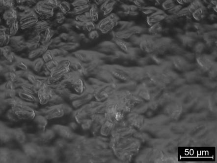 Preparation method of electromagnetic-driven hydrogel antifouling coating layer material