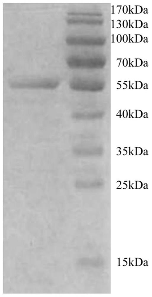 A novel deep-sea thermostable alkaline esterase and its application