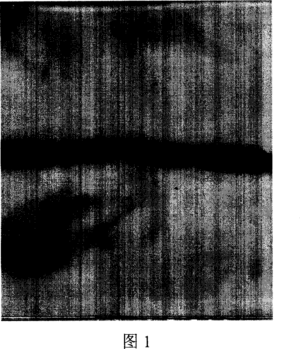 Dipurification process of recombinant humangranulocyte colony stimulating factor