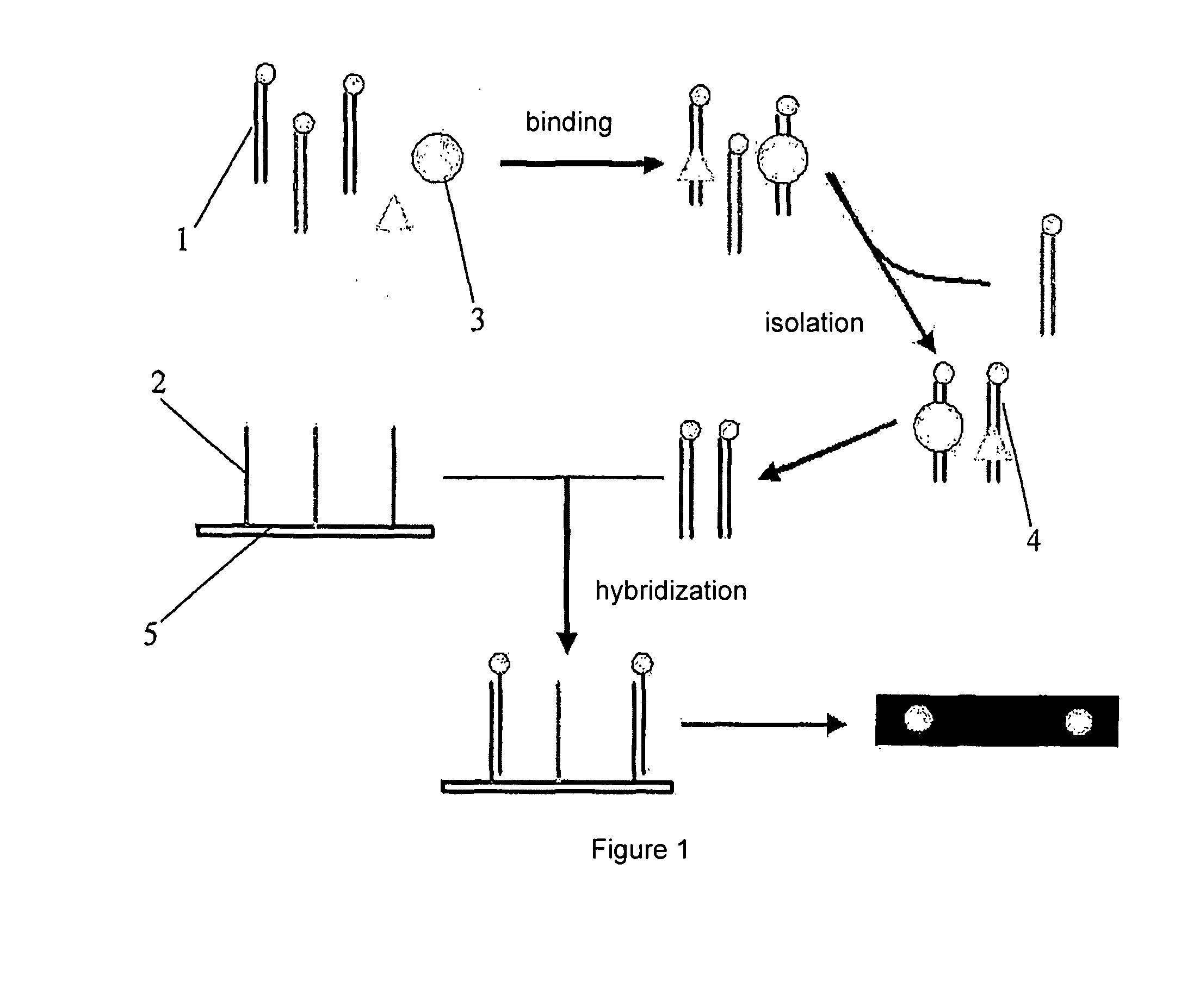 Testing Method of Nucleic Acid Binding Protein Based on Biochip