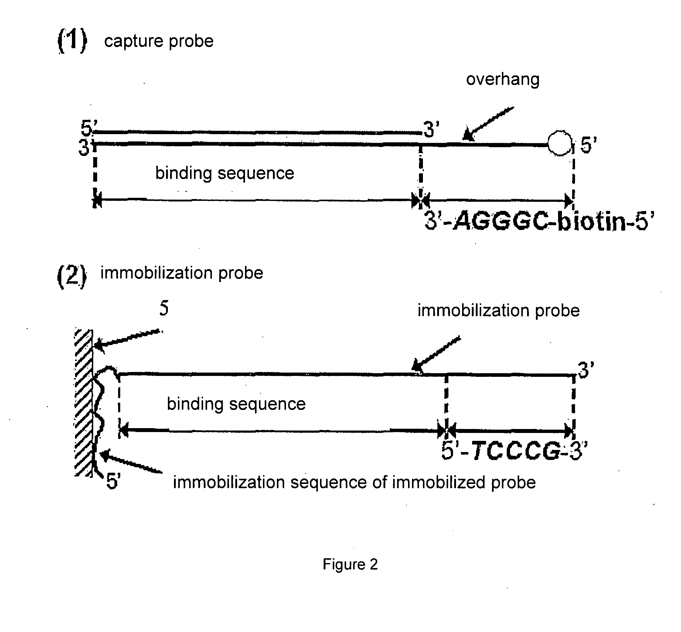 Testing Method of Nucleic Acid Binding Protein Based on Biochip