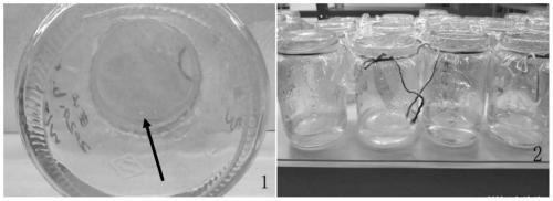 Tissue culture speed propagation method for american eleutherine rhizome