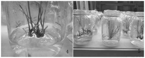 Tissue culture speed propagation method for american eleutherine rhizome