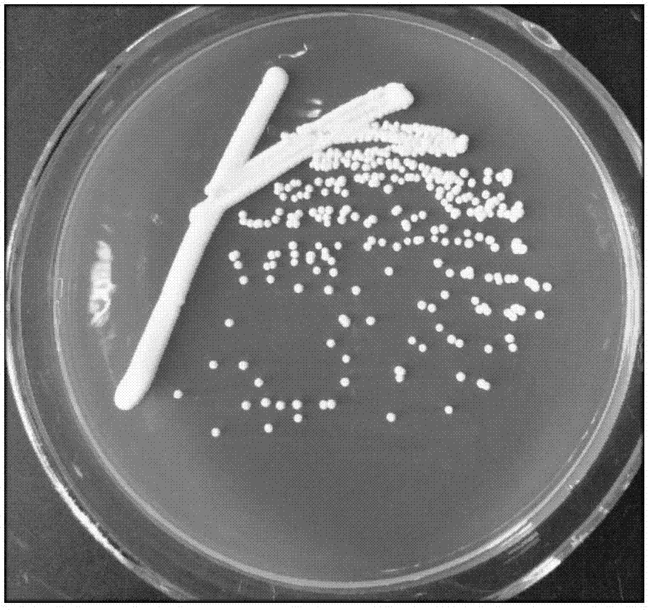 Yarrowialipolytica yeast strain and application thereof