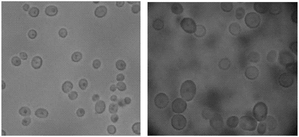 Yarrowialipolytica yeast strain and application thereof