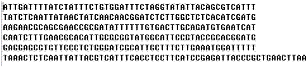 Yarrowialipolytica yeast strain and application thereof