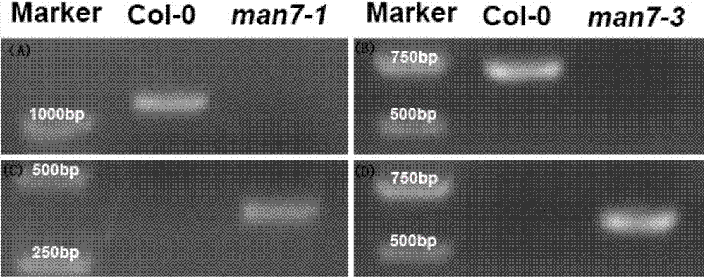 Hemicellulase, and coding gene and application thereof