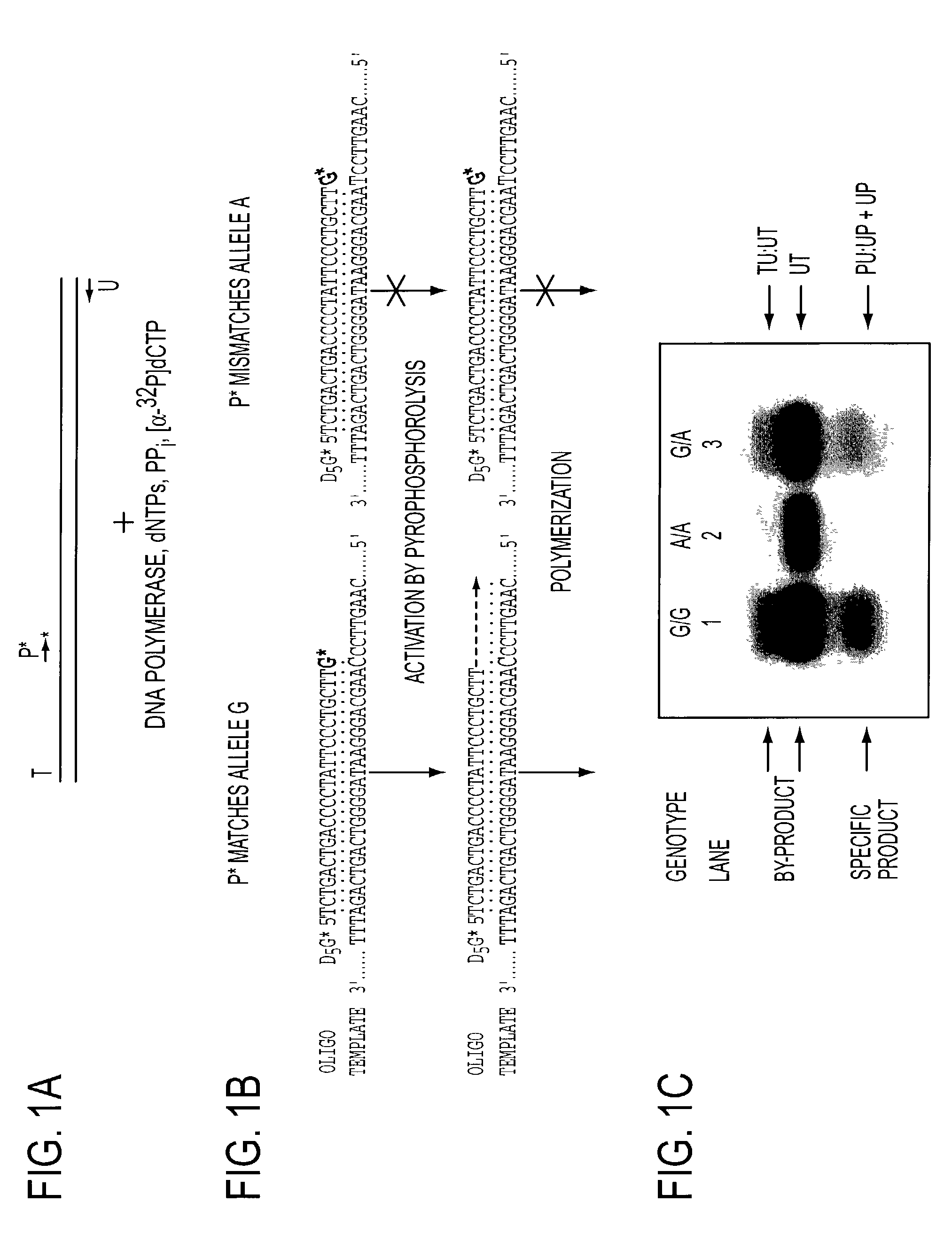 Serial coupling of restriction cleavage and extension for nucleic acid amplification