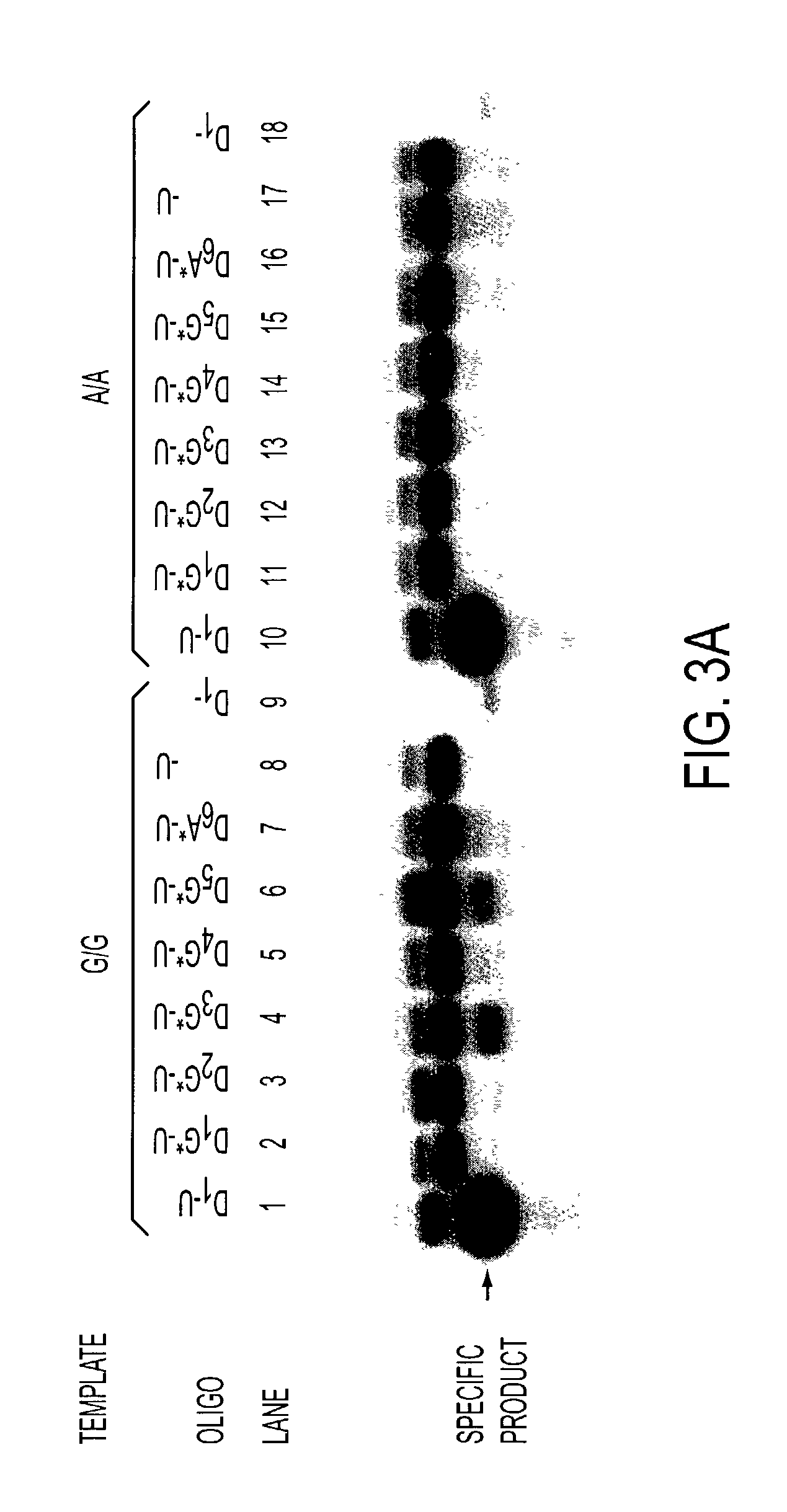 Serial coupling of restriction cleavage and extension for nucleic acid amplification