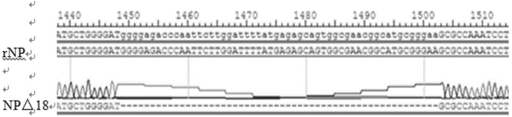 Genotype VII Newcastle disease virus marker vaccine strain and application thereof